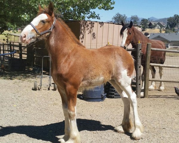 horse Pacific's R.P.S. Lilly (Clydesdale, 2016, from Robyncroft Perfect Son)