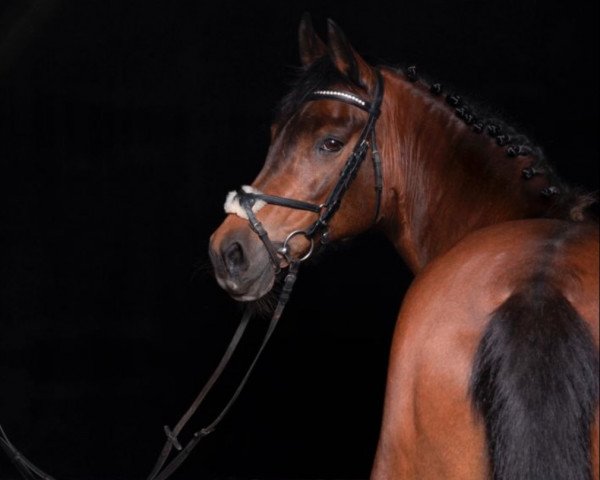broodmare Sektina (German Riding Pony, 1993, from Silvertop's Robin)