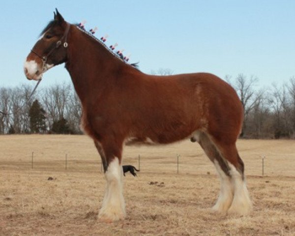 horse Ozark's Royal Woodland (Clydesdale, 2008, from Thistle Ridge Av's Colin Jay)