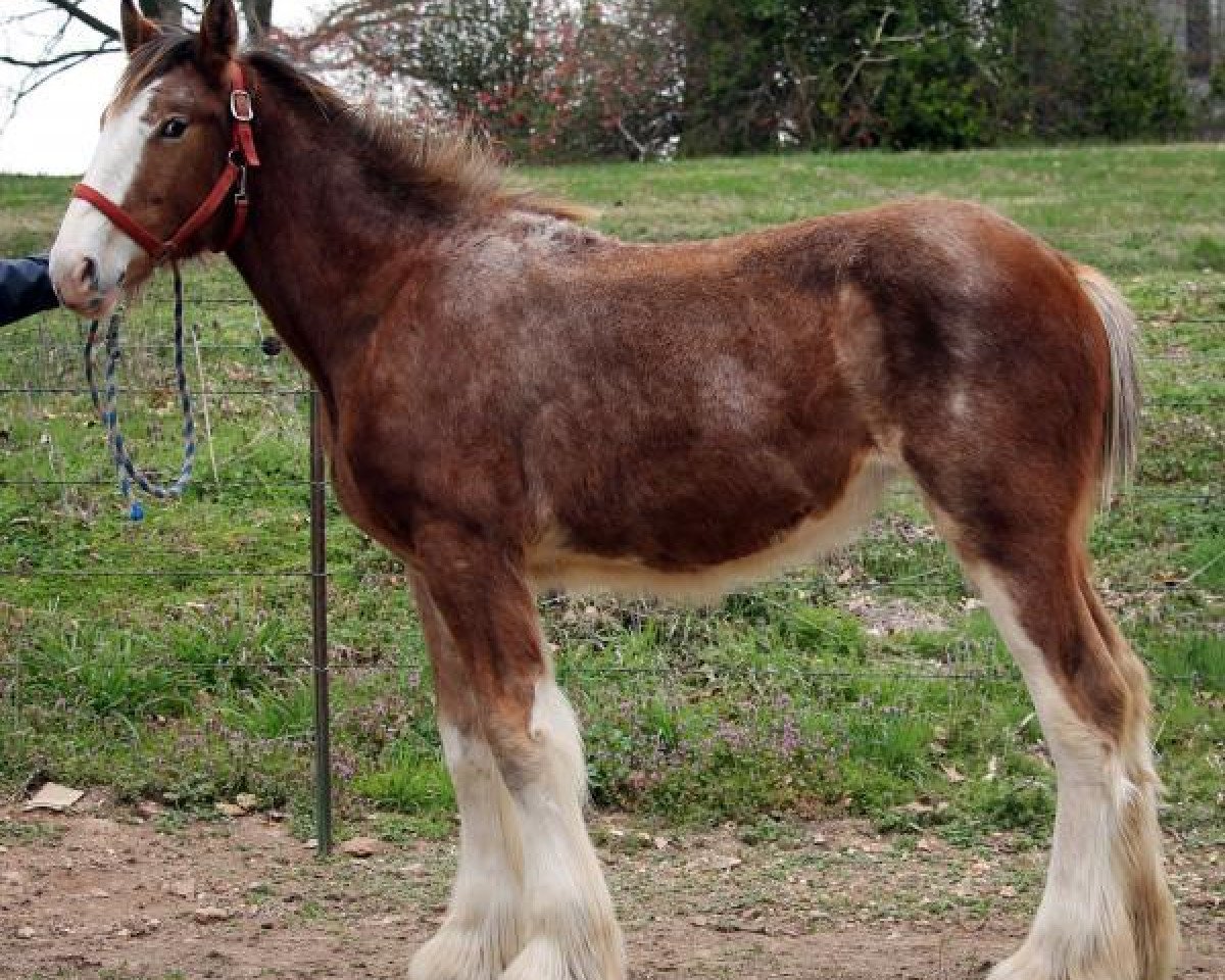 Pferd Ozark's Royal Leading Edge (Clydesdale, 2015, von Langbank Cash)