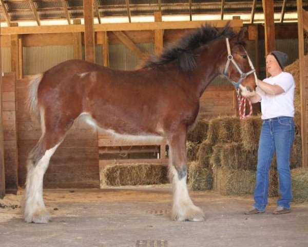 horse Ozark's Royal Image (Clydesdale, 2019, from Freedom Highland Tyson)