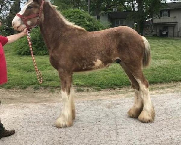 horse Ozark's Royal Henry (Clydesdale, 2018, from Freedom Highland Tyson)