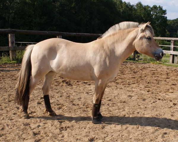 horse Maja (Fjord Horse, 2002, from Mogly)