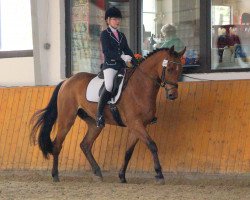 Dressurpferd Landois S (Westfale, 2006)