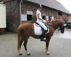 dressage horse Lorenzo 126 (German Riding Pony, 1992, from Luzern)