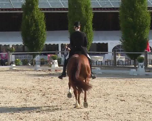 Dressurturnier Brunnthal-Riedhausen 2015
