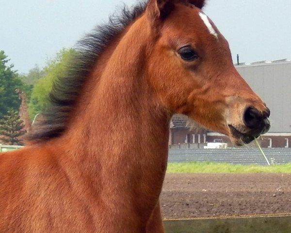 stallion Next Generation N (German Riding Pony, 2020, from Fs Numero Uno)