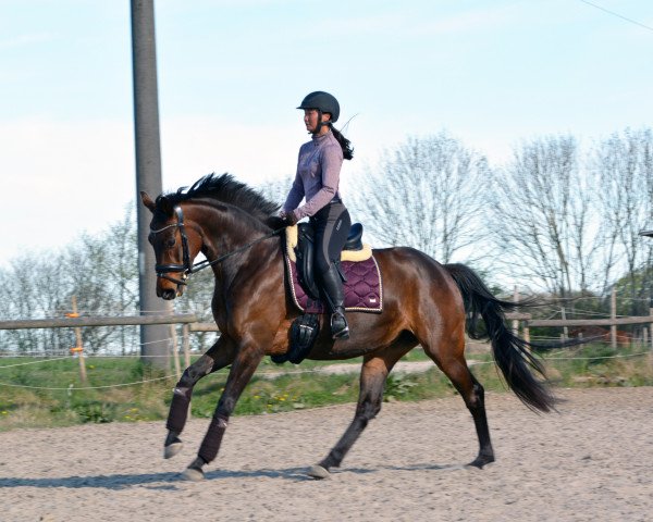dressage horse Quantana Dance (Oldenburg, 2016, from Quantensprung 3)