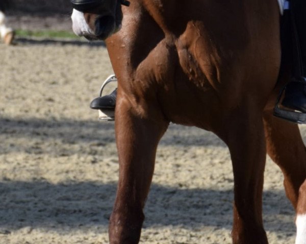 broodmare Delinah (Hanoverian, 2007, from Don Frederico)