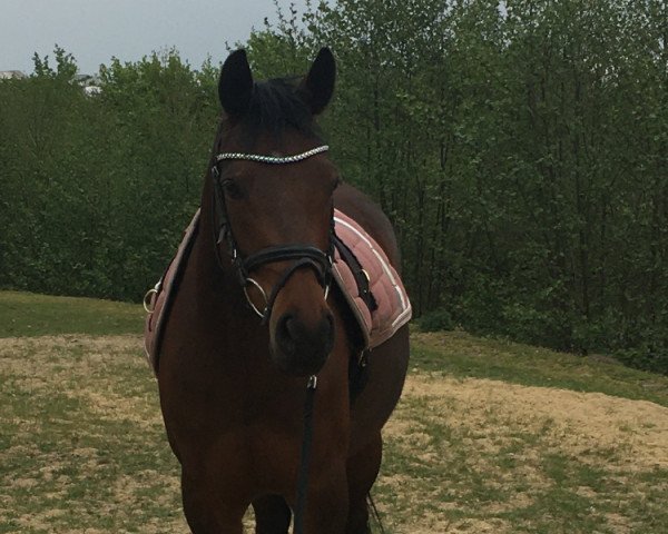 Dressurpferd Celesta 24 (Deutsches Reitpony, 2012, von FS Cracker Jack) Dressurpferd Celesta 24 (Deutsches Reitpony, 2012, von FS Cracker Jack)
