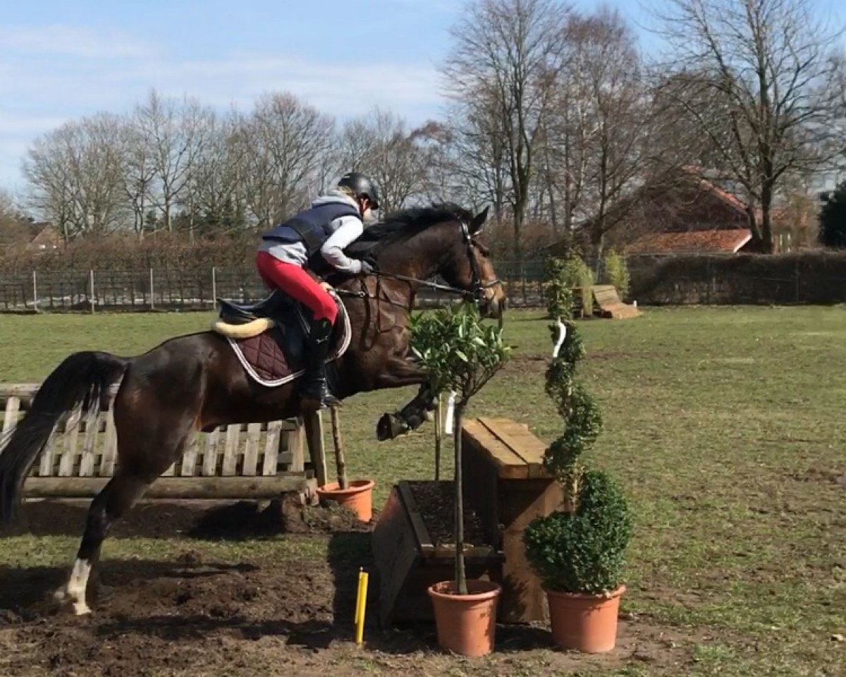 Springpferd Primus 255 (Deutsches Reitpony, 2008, von Prinsenhof's Dino)