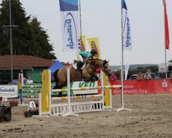 Springpferd Yazzel (Irish Sport Horse, 2008, von Emoe Berti)