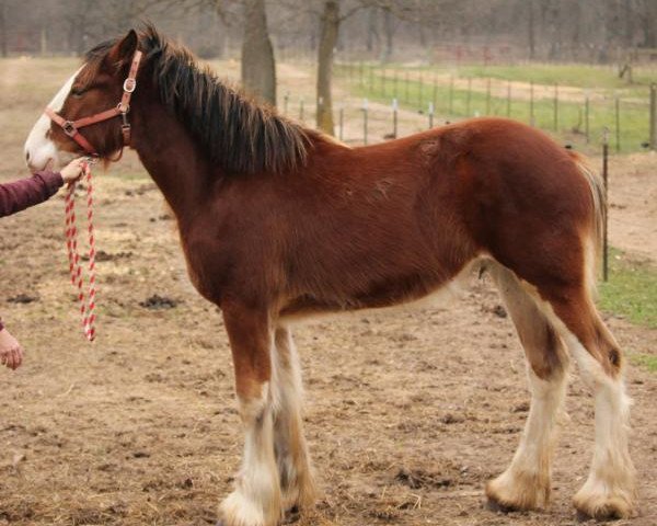horse Ozark's Royal Greystone (Clydesdale, 2017, from Freedom Highland Tyson)