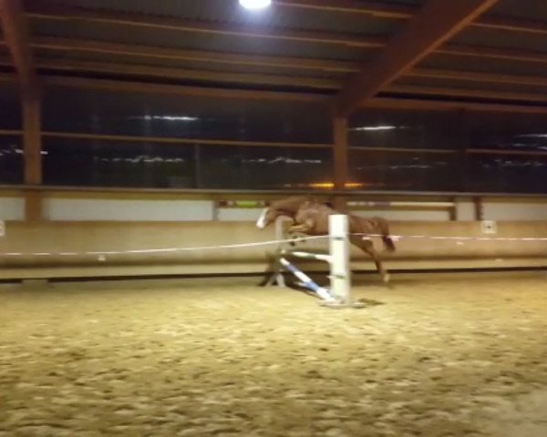 horse Quintina C (Oldenburg show jumper, 2010, from Quidam Cento)