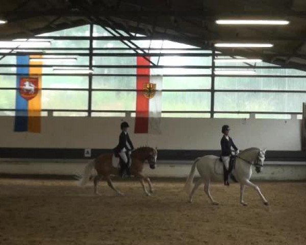 Reit-und Springturnier Dortmund West 2015