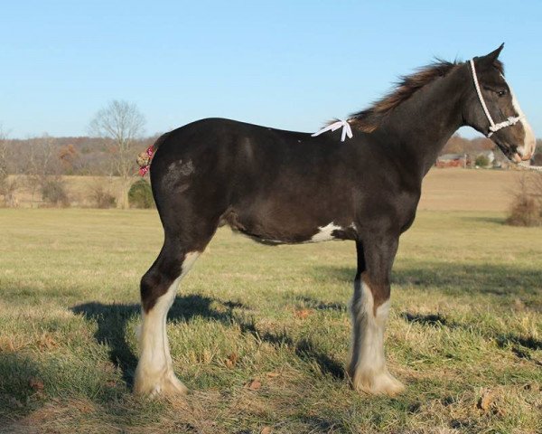 horse Ozark's Royal Dyno (Clydesdale, 2014, from Willow Way Marshall)
