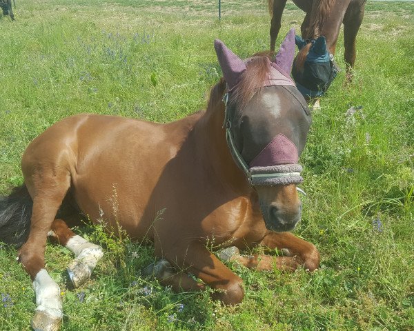 Springpferd Grand As 6 (Hannoveraner, 2005, von Grand Cru)