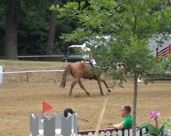 CSN Calvörde 2015
