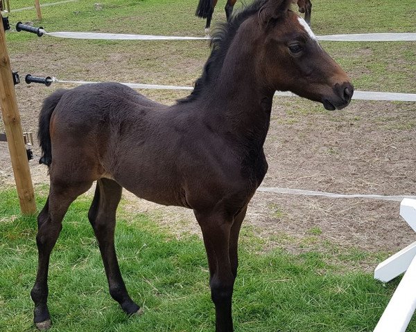 broodmare Doris Grey KB (Westphalian, 2020, from Dominator 2000 Z)
