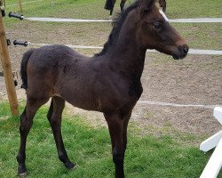 broodmare Doris Grey KB (Westphalian, 2020, from Dominator 2000 Z)