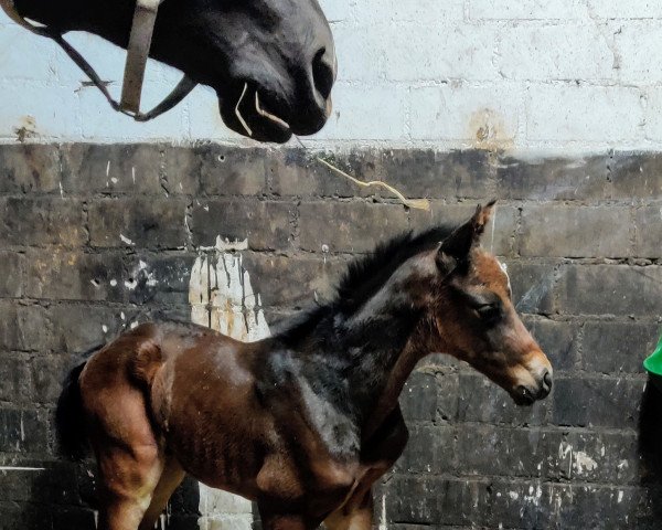 Pferd Unbreakable (Holsteiner, 2020, von UNITED WAY)