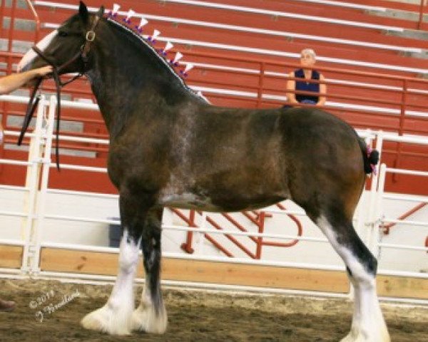 broodmare Ozark's Royal Express (Clydesdale, 2009, from Thistle Ridge Av's Colin Jay)