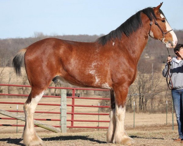 Deckhengst Ozark's Royal Bold Executive (Clydesdale, 2015, von Plunton Calum Maelogan) Deckhengst Ozark's Royal Bold Executive (Clydesdale, 2015, von Plunton Calum Maelogan)