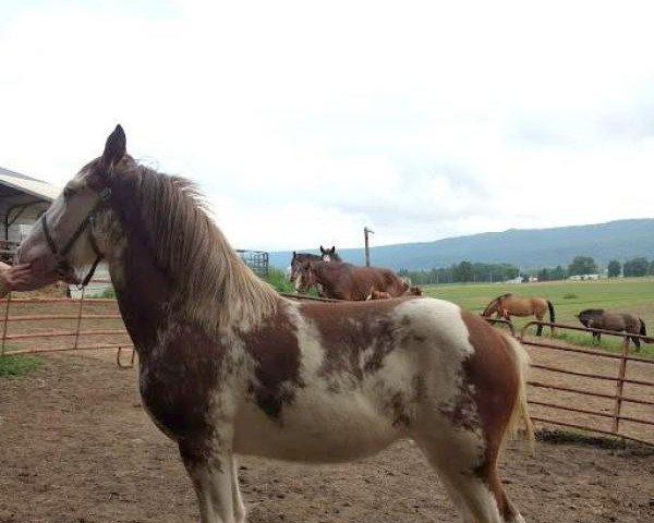 horse Orchard View Andre's Layla (Clydesdale, 2017, from Young's Real HP Andre) horse Orchard View Andre's Layla (Clydesdale, 2017, from Young's Real HP Andre)