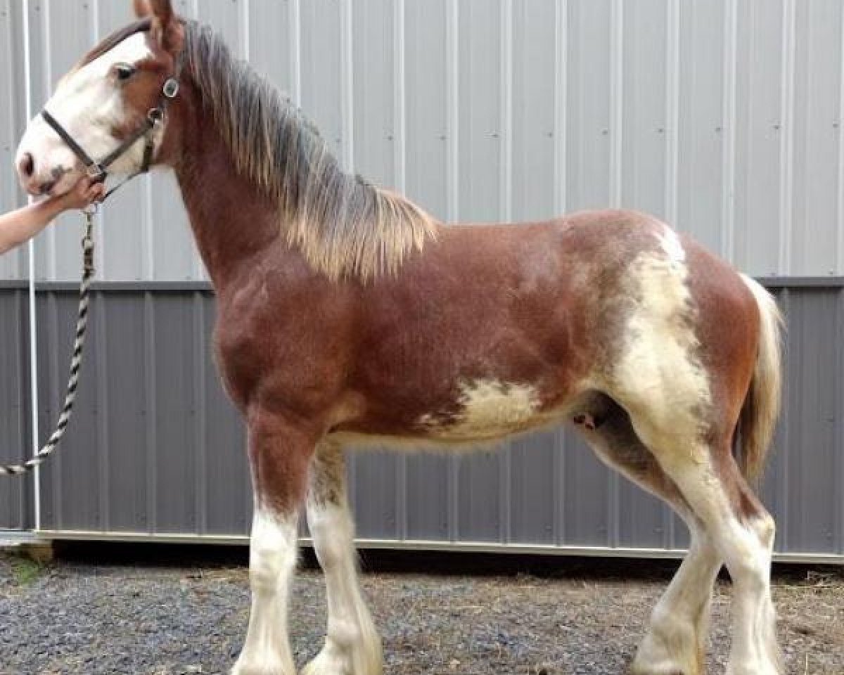 horse Orchard View Andre's Art (Clydesdale, 2017, from Young's Real HP Andre)