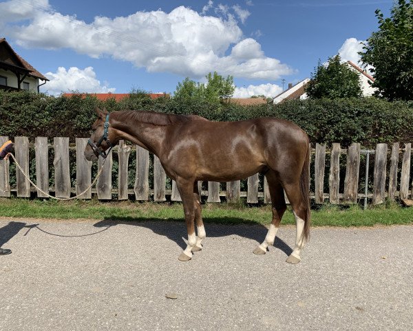 horse Babylon (Westphalian, 2015, from Barroso)