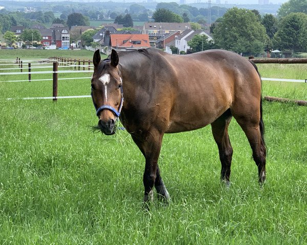 jumper Flint (KWPN (Royal Dutch Sporthorse), 2010, from Arezzo VDL)