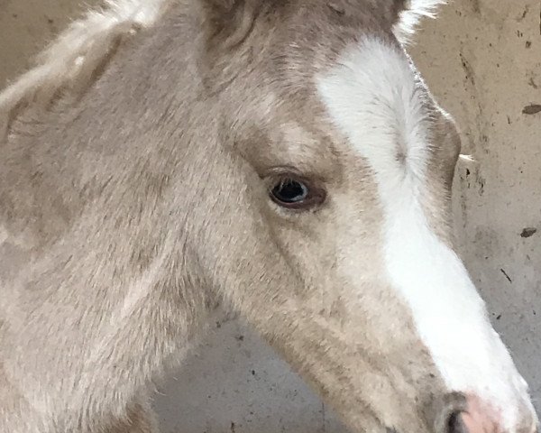 Springpferd Mr. Donnerhall (Deutsches Reitpony, 2020, von The Braes My Mobility)