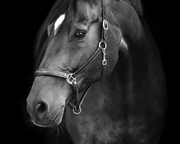 dressage horse Davidus (Oldenburg, 2007, from Don Larino 171 FIN)
