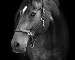 dressage horse Davidus (Oldenburg, 2007, from Don Larino 171 FIN)