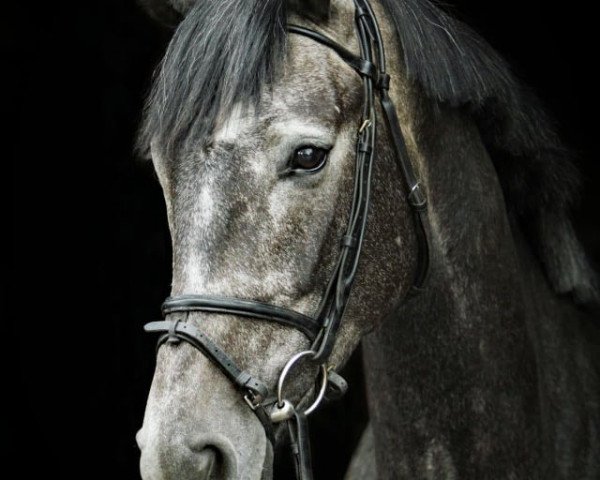 broodmare Symphony M (Hanoverian, 2017, from Scolari)