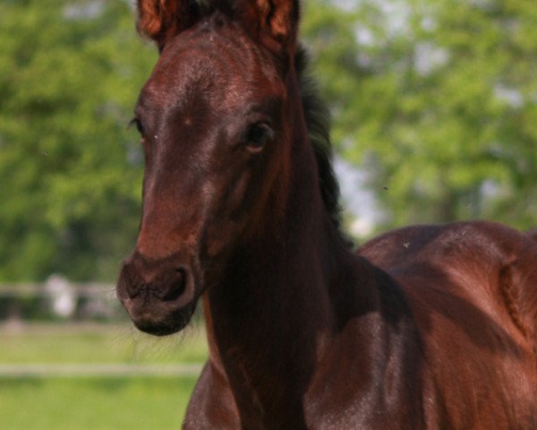 horse Dream Dancer (Hanoverian, 2020, from Glock's Dream Boy)