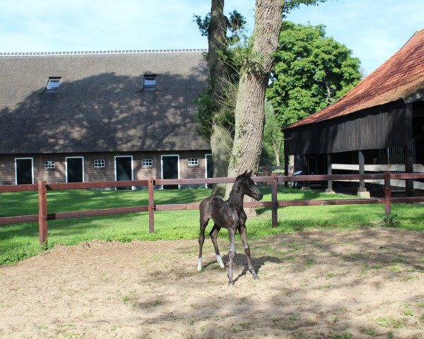 horse One of a kind SG (Oldenburg, 2019, from Daily Diamond)