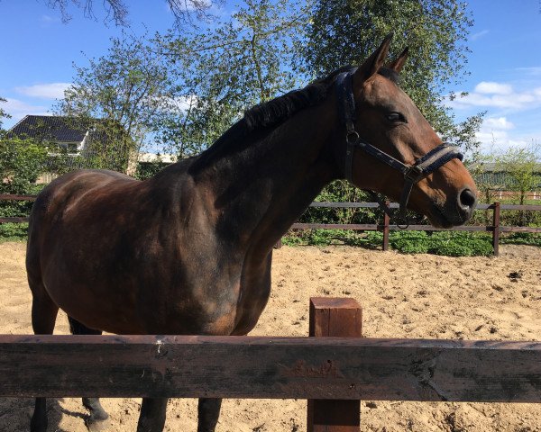 broodmare Sunny-Girl (Oldenburg, 2004, from Sunny-Boy)