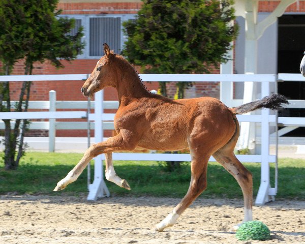 horse Blue Star (Hanoverian, 2020, from Big Star)