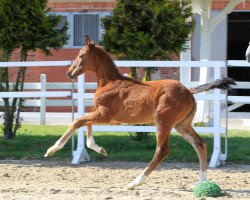 Pferd Blue Star (Hannoveraner, 2020, von Big Star)