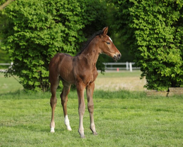 Springpferd Chacbalou (Hannoveraner, 2020, von Chacfly PS)
