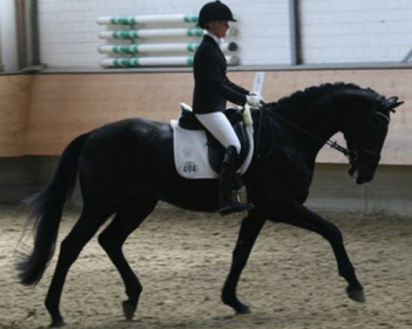 horse Leo B 2 (Westphalian, 2011, from L'espoir)