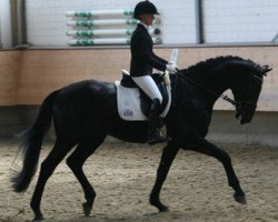 horse Leo B 2 (Westphalian, 2011, from L'espoir)