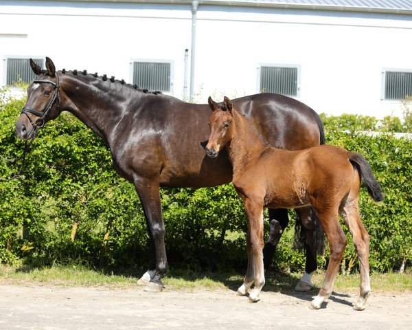 Deckhengst Excalibur (Hannoveraner, 2020, von Eldorado van de Zeshoek)