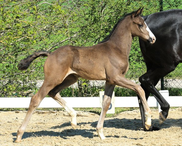 Pferd Extra Nice (Hannoveraner, 2020, von Emilio)