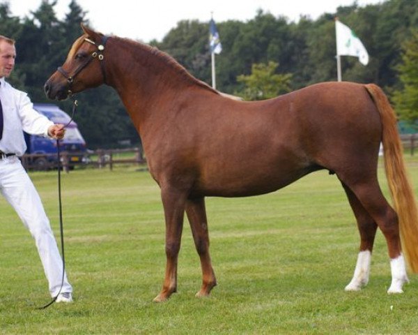 Zuchtstute Spring Dreams Ophelia (Welsh Pony (Sek.B), 2001, von Wildzang's Sundancer)