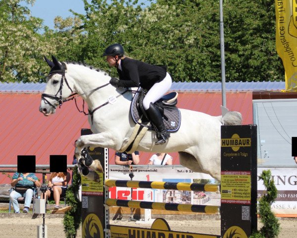 Springpferd Jet Set van het Meerdaalhof (Belgisches Warmblut, 2009, von Winningmood van de Arenberg)