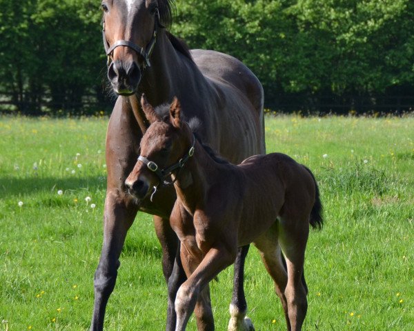 broodmare Liza Minnelli 2 (Westphalian, 2004, from Laudabilis)