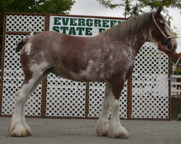 Zuchtstute Northwest Arrow's Image of Heather (Clydesdale, 2005, von Northwest Glenords U.R. Arrow)