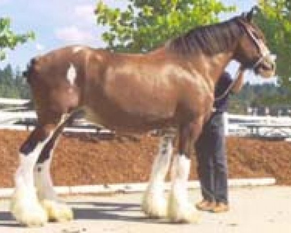broodmare Northwest Nicholas' Foxie Renee (Clydesdale, 1988, from Northwest Aristocrats Nicholas)